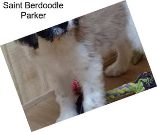 Saint Berdoodle Parker