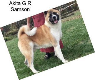 Akita G R Samson