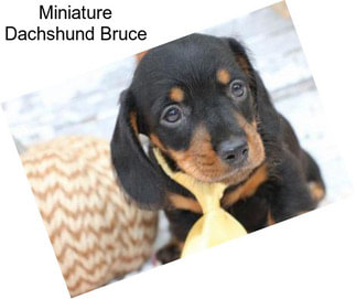 Miniature Dachshund Bruce