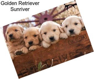 Golden Retriever Sunriver