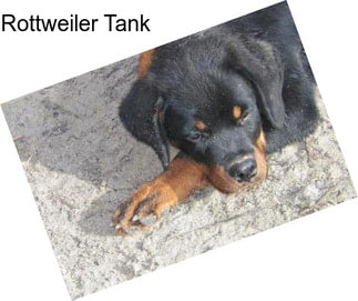 Rottweiler Tank