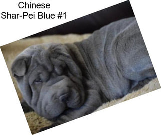 Chinese Shar-Pei Blue #1