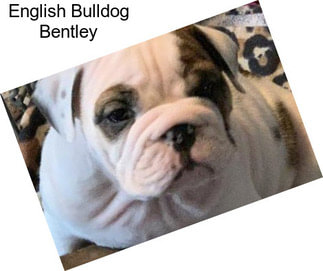 English Bulldog Bentley