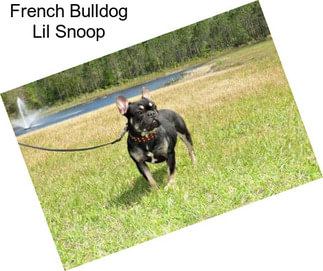 French Bulldog Lil Snoop