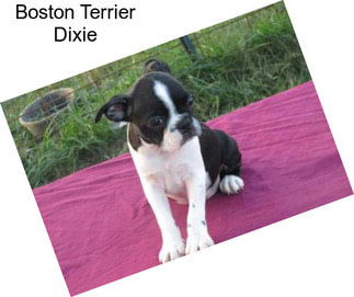 Boston Terrier Dixie