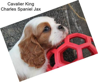 Cavalier King Charles Spaniel Jax