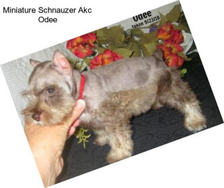 Miniature Schnauzer Akc Odee