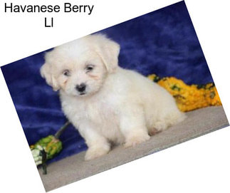 Havanese Berry Ll