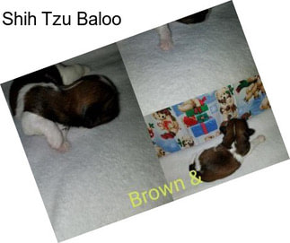 Shih Tzu Baloo