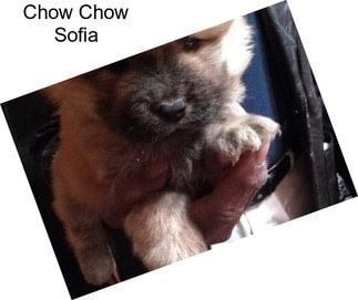 Chow Chow Sofia