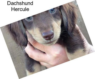 Dachshund Hercule