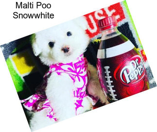 Malti Poo Snowwhite