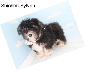 Shichon Sylvan
