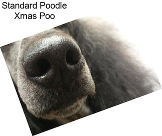 Standard Poodle Xmas Poo