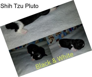 Shih Tzu Pluto