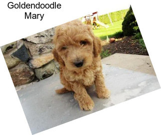 Goldendoodle Mary