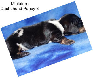 Miniature Dachshund Pansy 3
