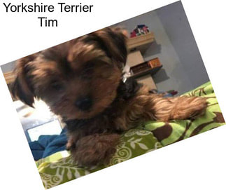 Yorkshire Terrier Tim