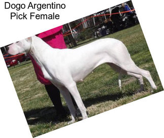 Dogo Argentino Pick Female