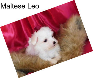 Maltese Leo