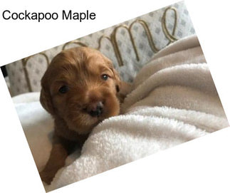 Cockapoo Maple