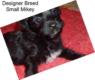 Designer Breed Small Mikey