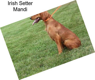 Irish Setter Mandi