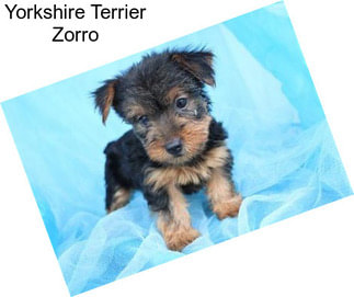 Yorkshire Terrier Zorro