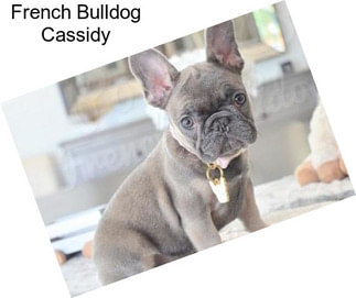 French Bulldog Cassidy