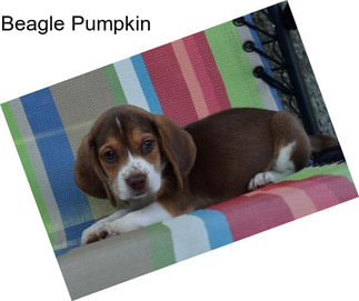 Beagle Pumpkin