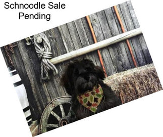 Schnoodle Sale Pending