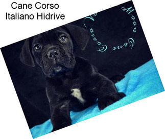 Cane Corso Italiano Hidrive