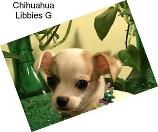 Chihuahua Libbies G