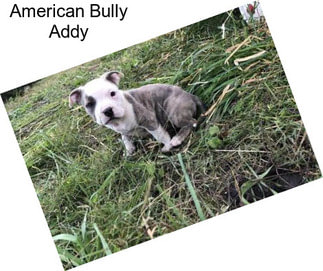 American Bully Addy