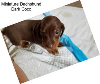 Miniature Dachshund Dark Coco