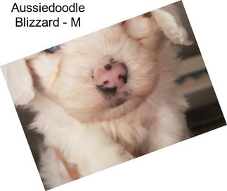 Aussiedoodle Blizzard - M