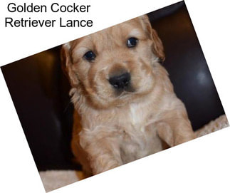 Golden Cocker Retriever Lance