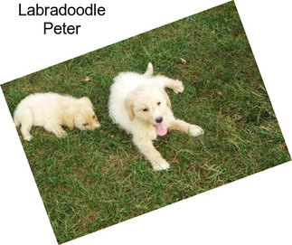 Labradoodle Peter