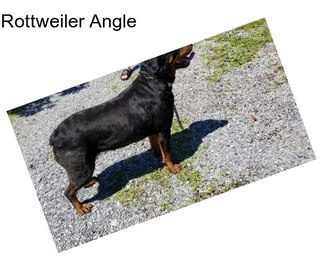 Rottweiler Angle