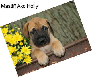 Mastiff Akc Holly