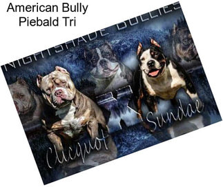 American Bully Piebald Tri