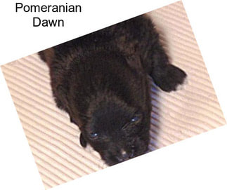 Pomeranian Dawn