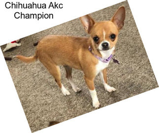 Chihuahua Akc Champion