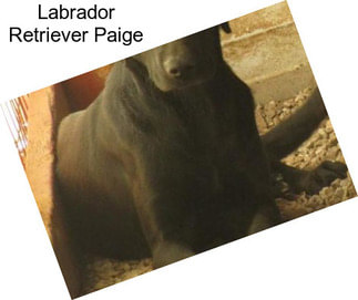 Labrador Retriever Paige