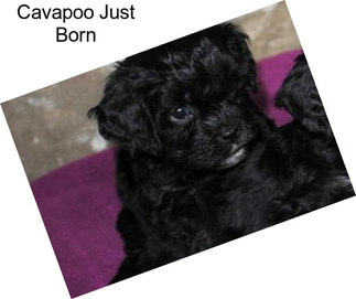 Cavapoo Just Born