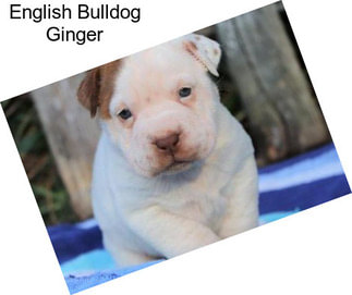 English Bulldog Ginger