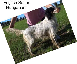 English Setter Hungarian!