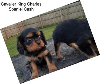 Cavalier King Charles Spaniel Cash