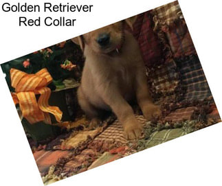 Golden Retriever Red Collar