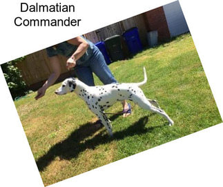 Dalmatian Commander